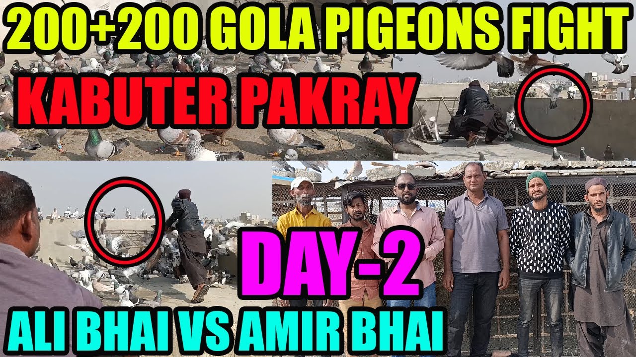 200+200 Gola Pigeons Fight Loft Ali Bhai VS Amir Bhai Kabooter Larraya Kabuter Pakra Catching Pigeon