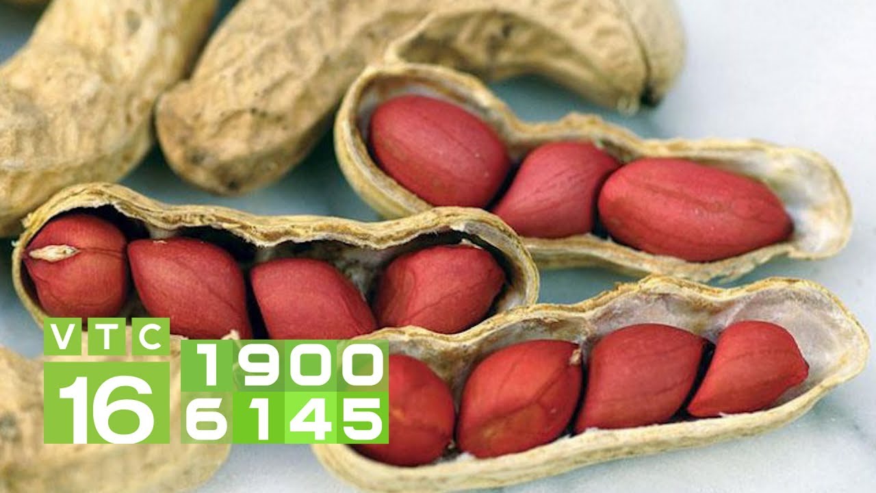 Chăm sóc để đậu phộng cho nhiều củ, hạt to I VTC16