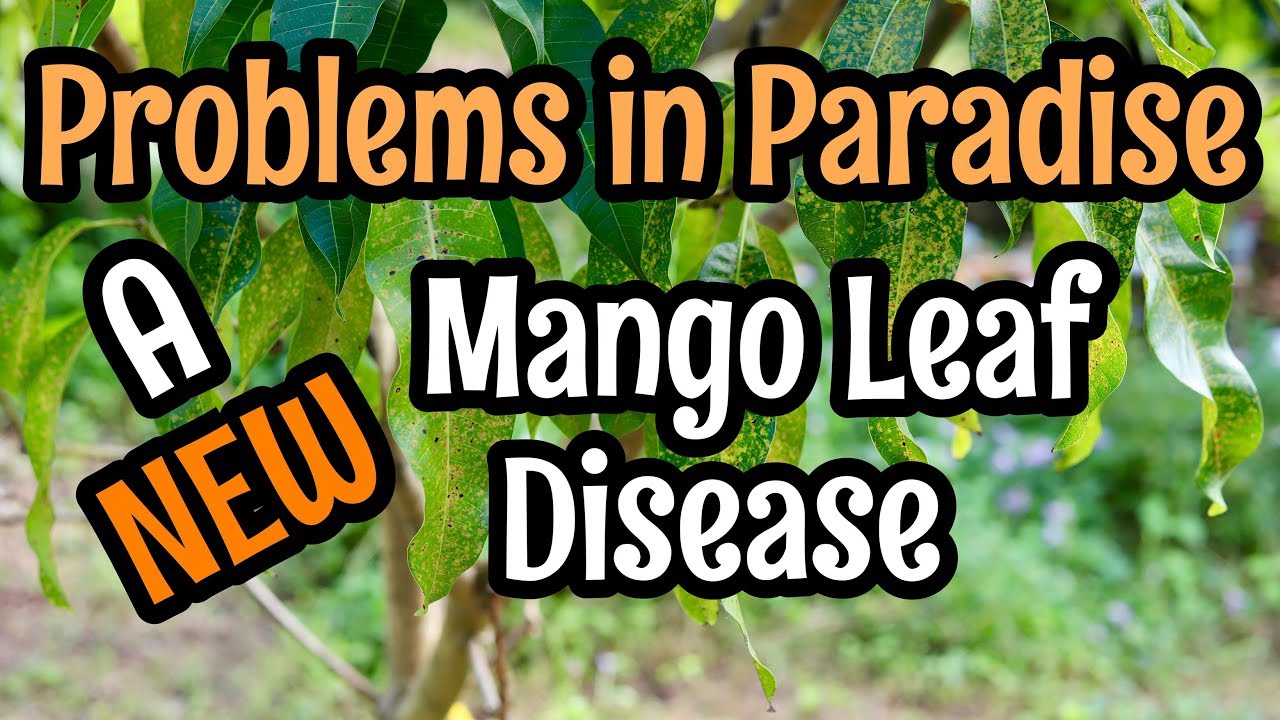 Problems in Paradise- A New Mango Leaf Disease?