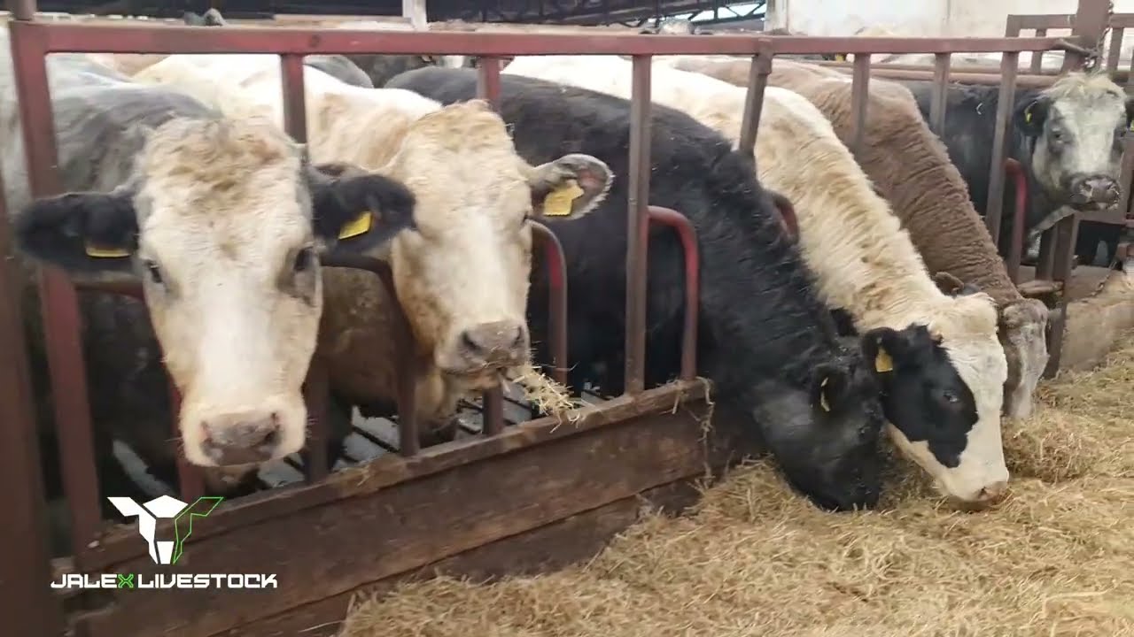 Heifers Coming Soon from Jalex Livestock | December Morning Walk-around by James Alexander