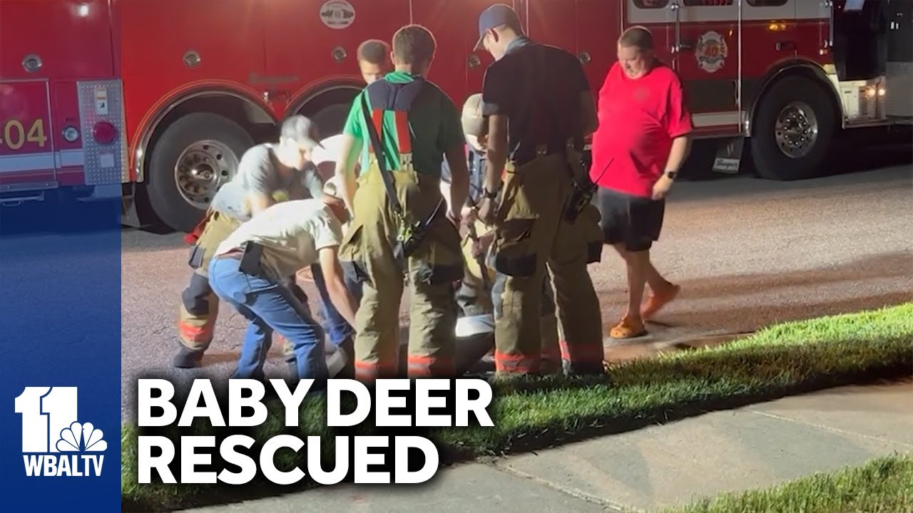 Community comes together to rescue baby deer in Owings Mills