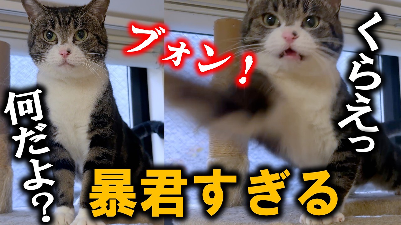【なぜ？】殴られる理由を知りたい…暴君猫プンプンの理不尽ムーブ