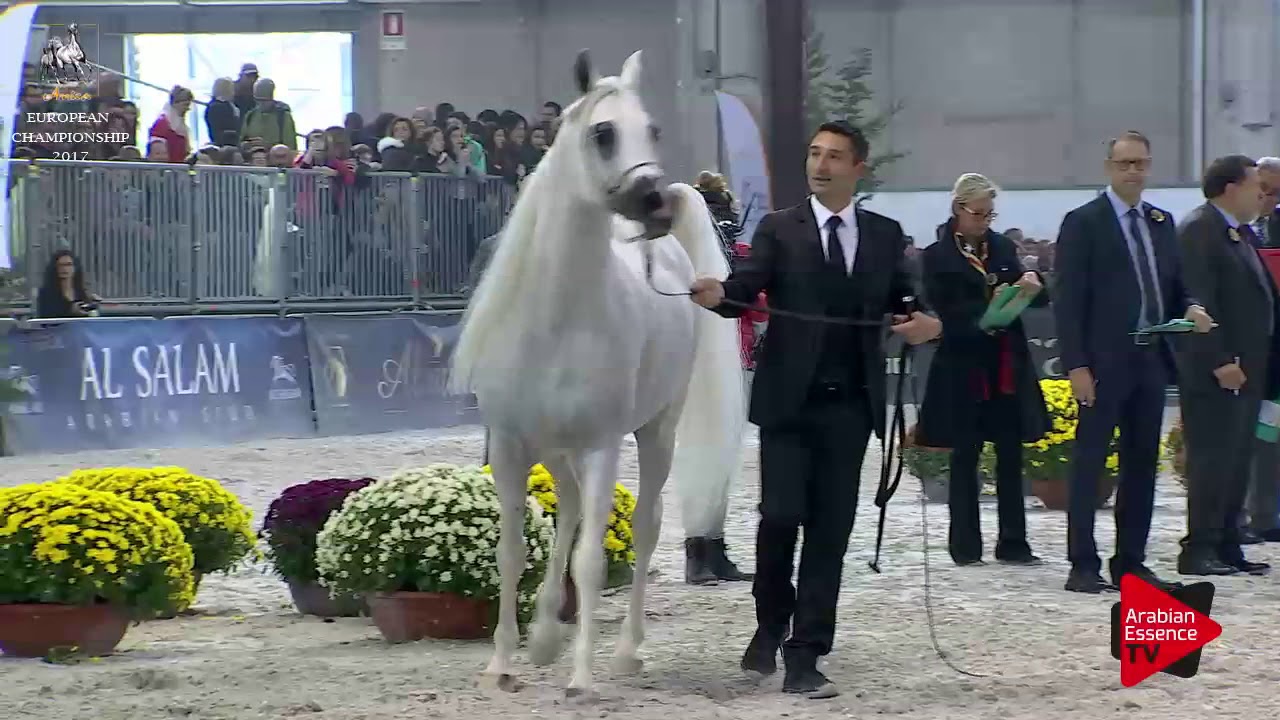 N.203 EXCALIBUR EA - Verona 2017 - 4-6 Years Old Stallions (Class 10)