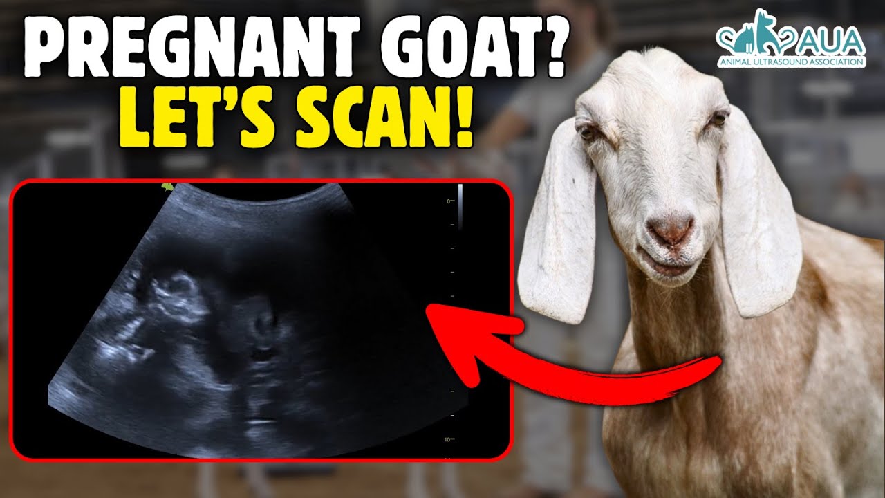 Dairy Goat Pregnancy Scan