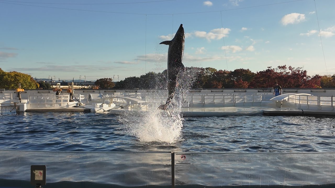 イルカのがっこう「体育の時間」　京都水族館　24.11.19