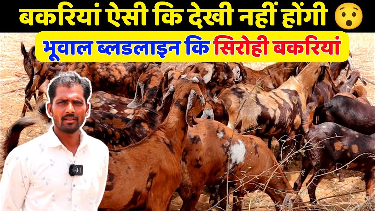 बकरियां ऐसी कि आपने देखी नहीं होगी || भूवाल गांव की ओरिजनल ब्लड लाइन वाली Sirohi bakriya