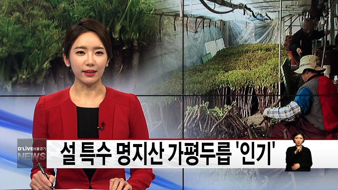 설특수 명지산가평두릅 인기(서울경기케이블TV뉴스)