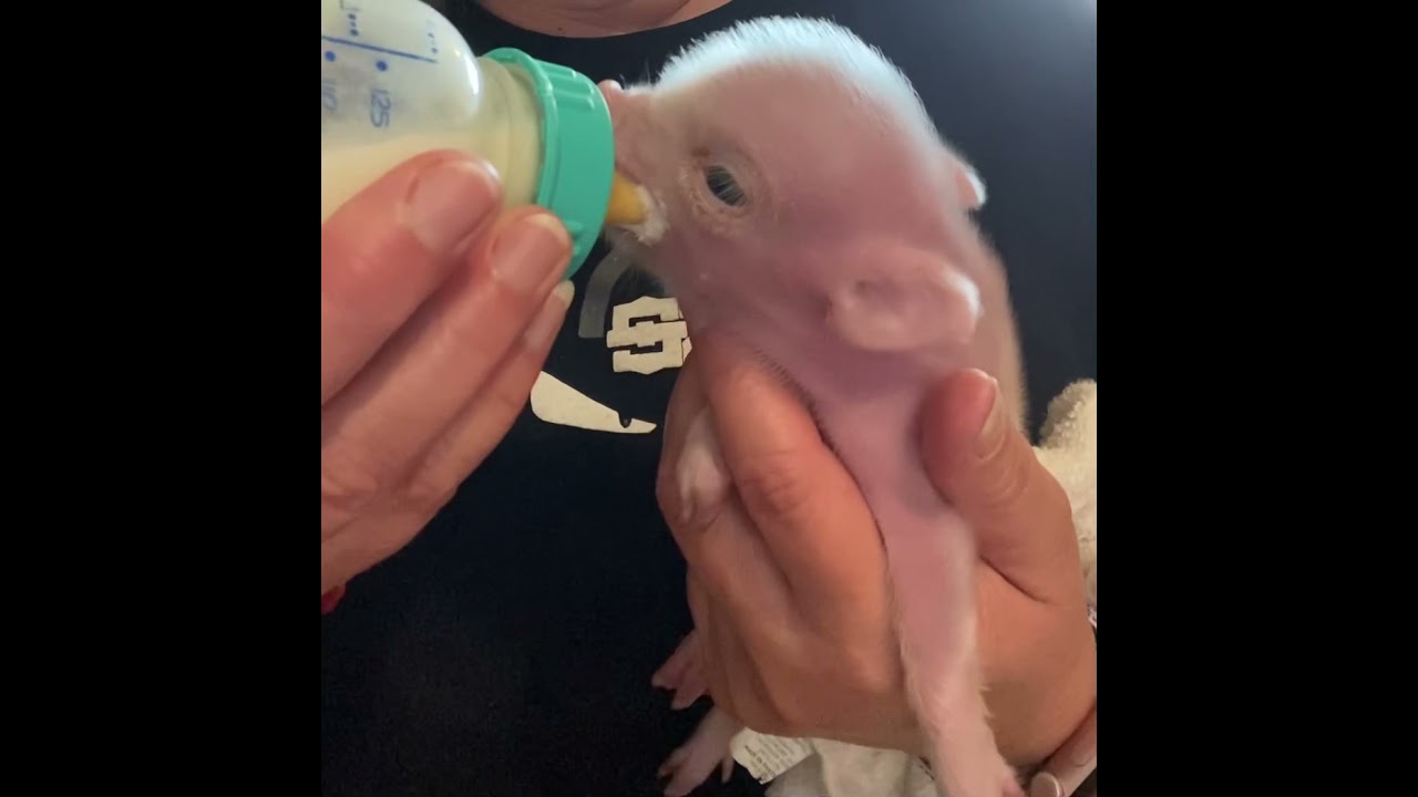 Bottle Feeding Baby Piglet Ms Charlotte
