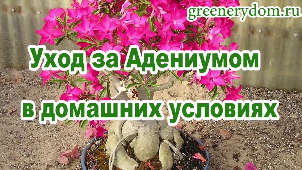 Адениум - роза пустыни: уход в домашних условиях, описание, размножение, полив