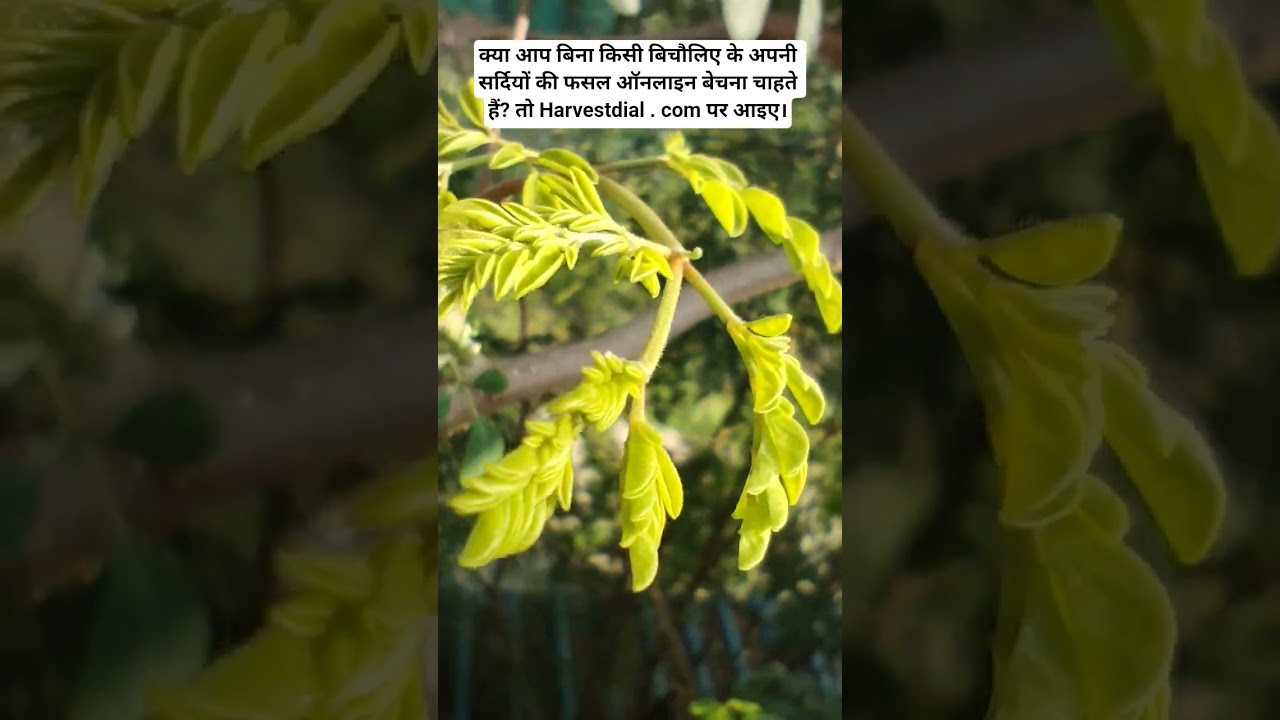 benefits of moringa, sell your farm harvest online without any middlemen, direct contact of farmer
