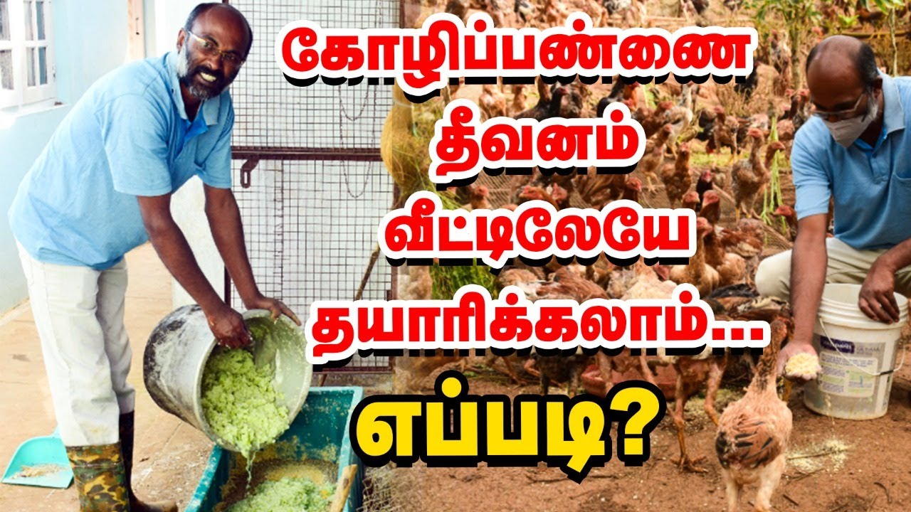 குறைவான செலவில் கோழித்தீவனம் ரெடி! Country Chicken Food