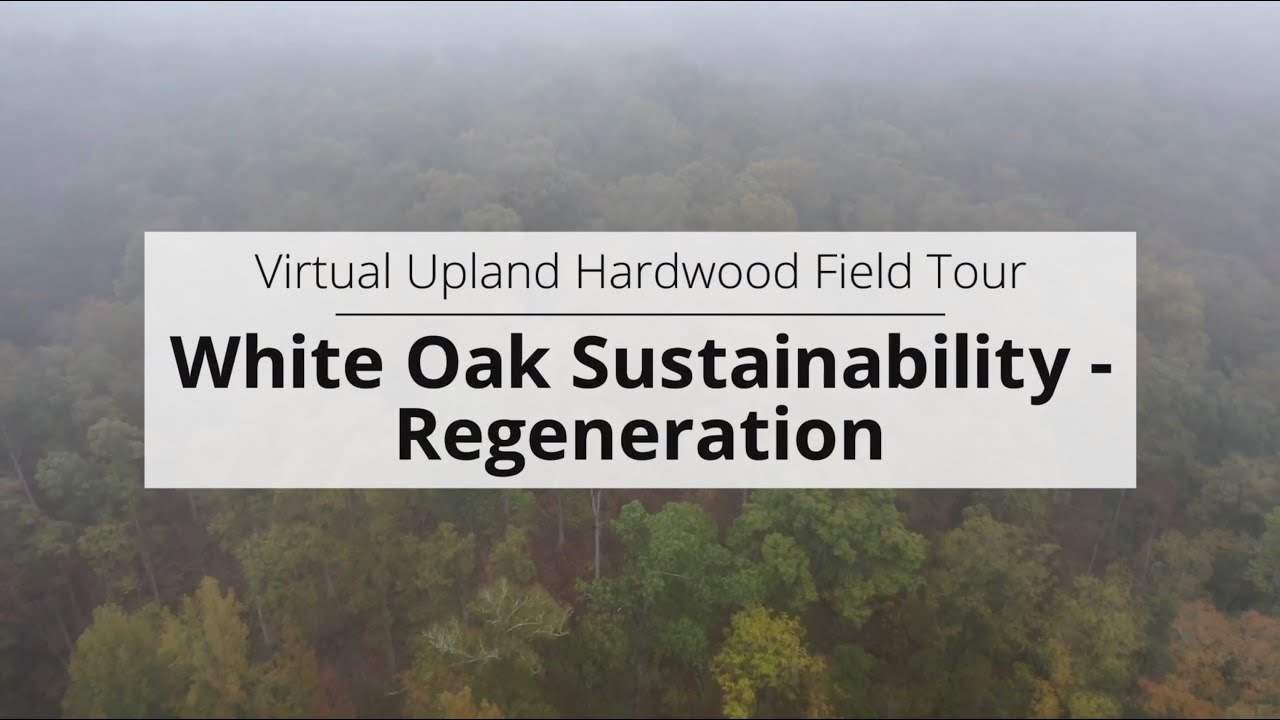 White Oak Sustainability pt. 2 - Regeneration (Virtual Upland Hardwood Tour)