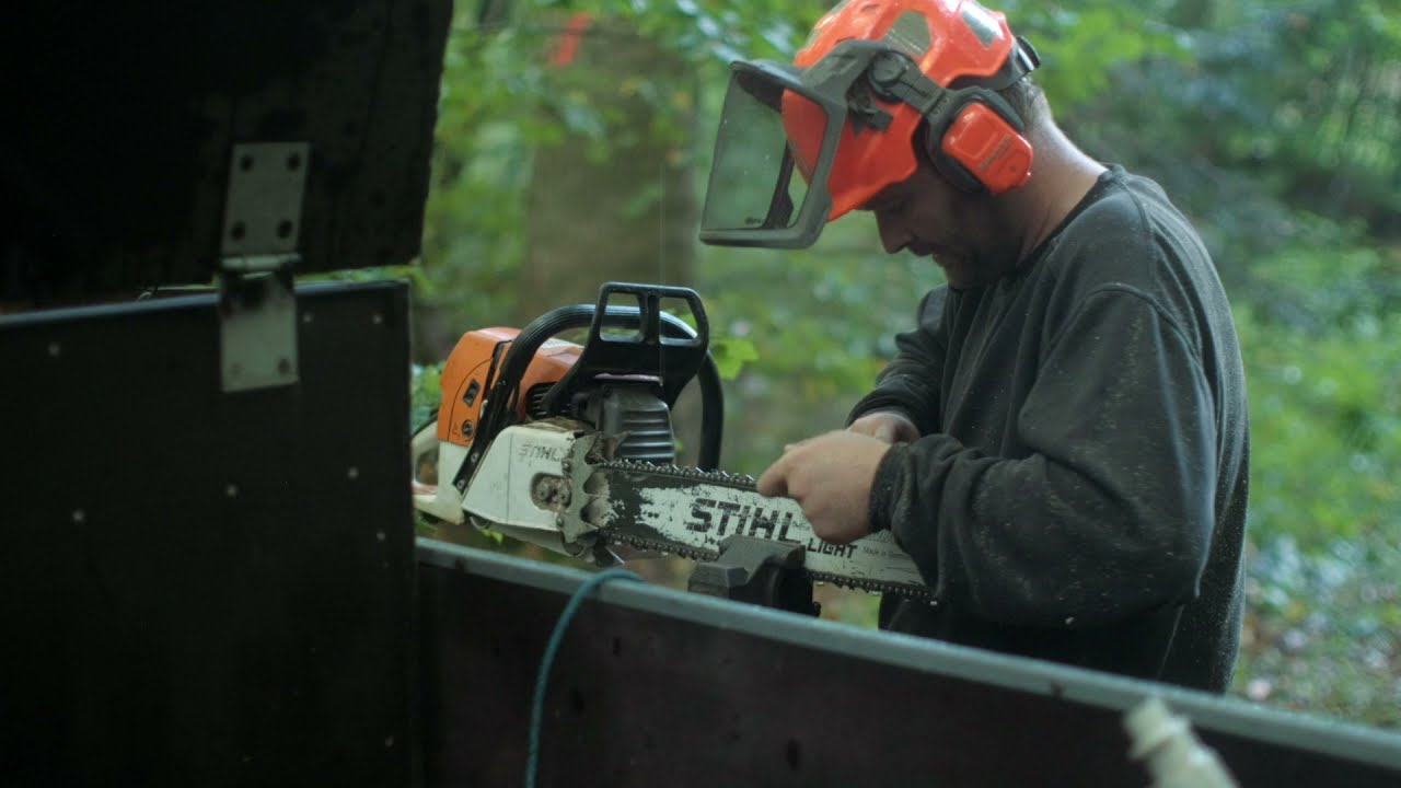 Fældning af stor bøg