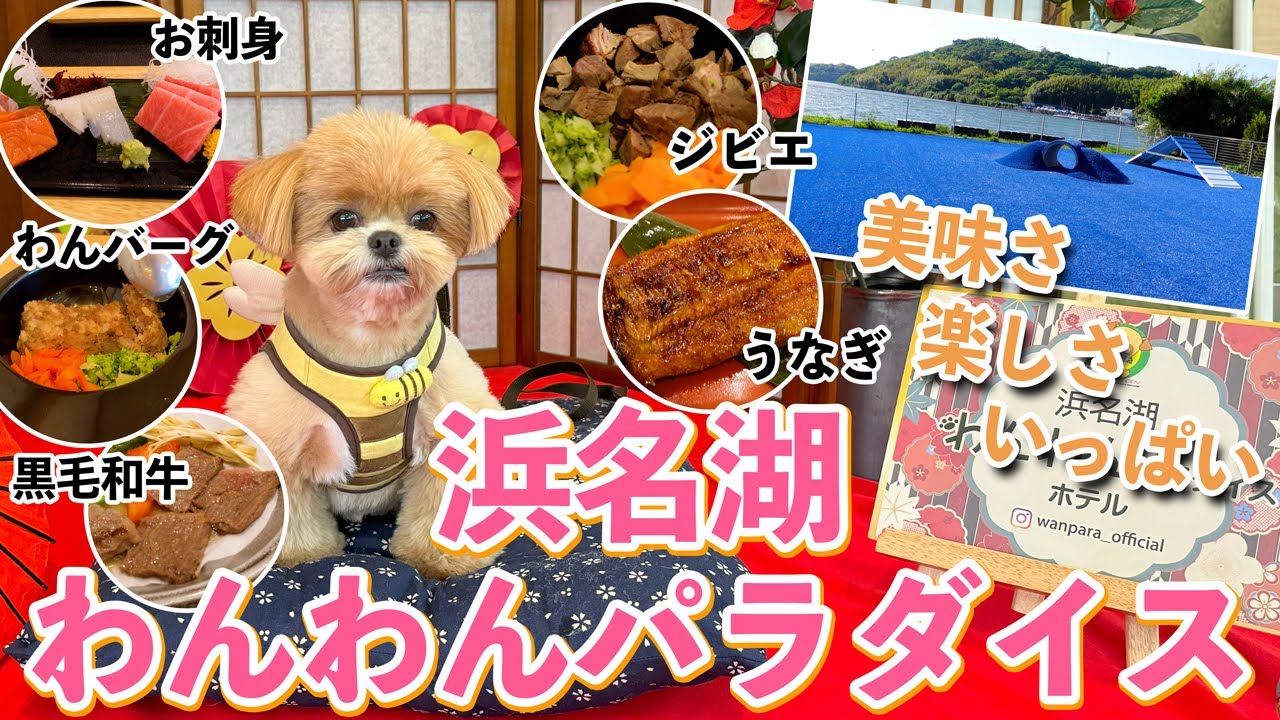 浜名湖わんわんパラダイスホテルへ行くの巻【愛犬と静岡県浜松市へ旅行】