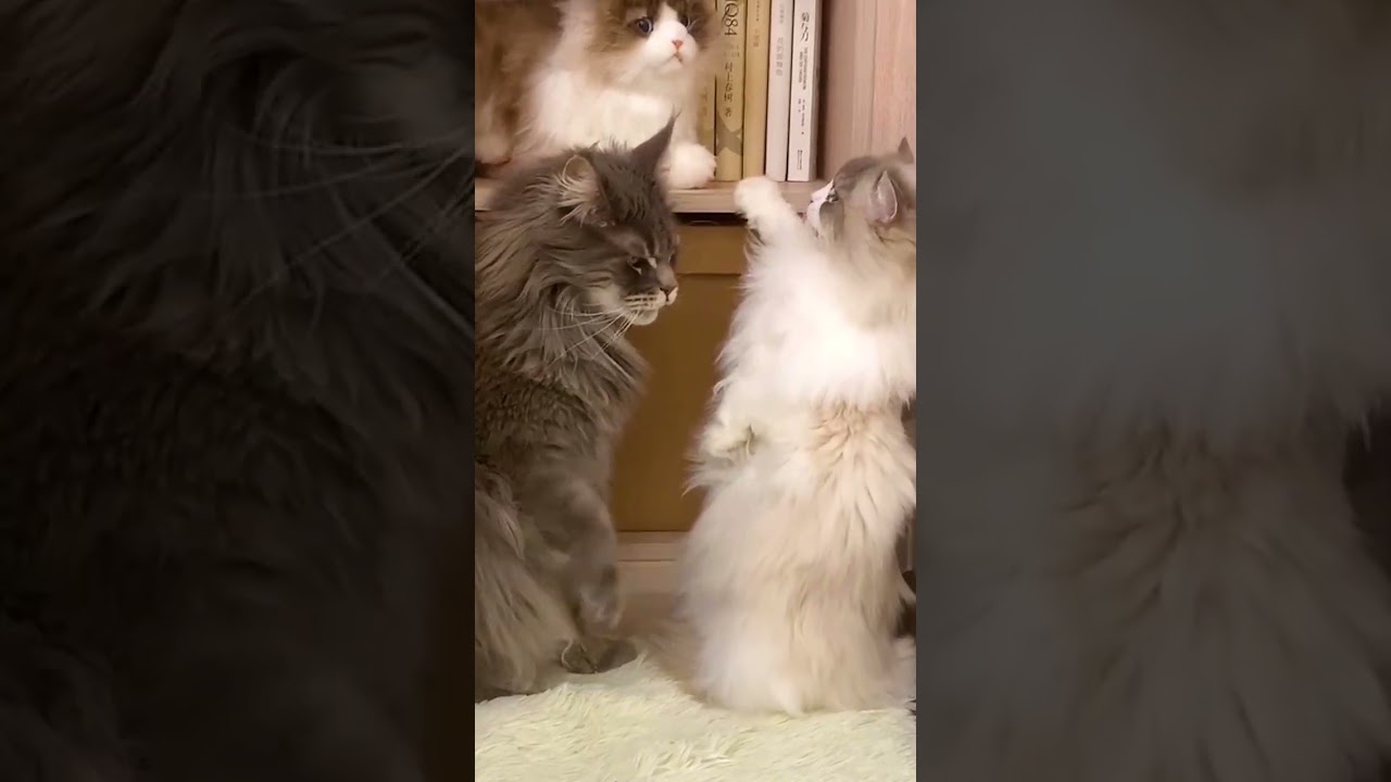 Two Cutest Furry Cats Hugging #shorts #viral