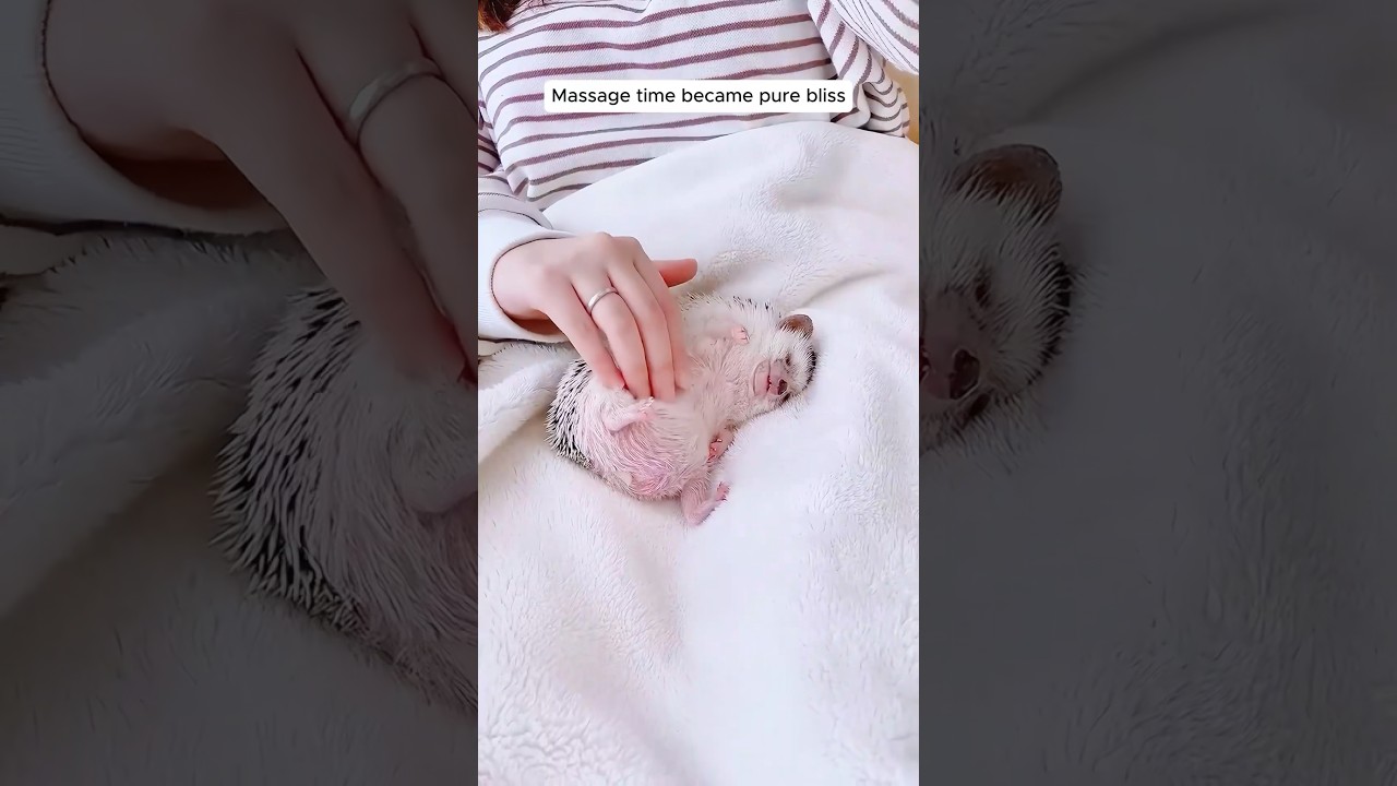 This man found a lost hedgehog and adopted it