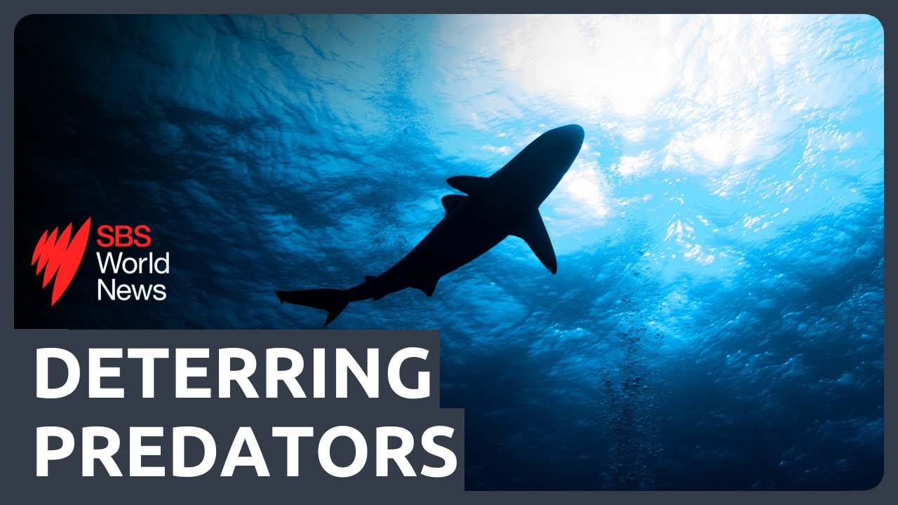 The bright idea improving surfers&rsquo; safety against shark attacks