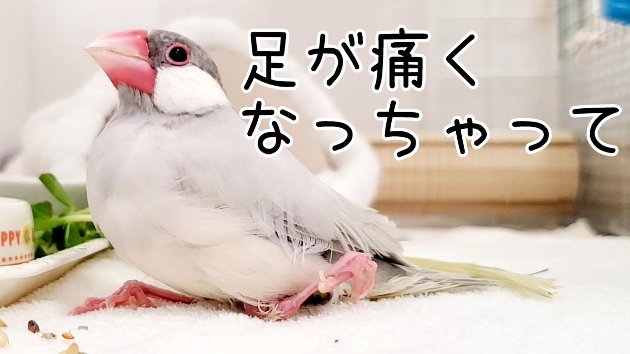 足を痛めた文鳥の介護　ブンチョウ　花美