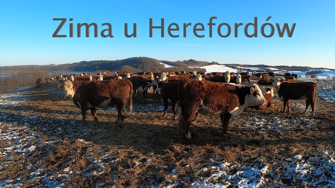 Stado kr&oacute;w rasy Hereford na mrozie