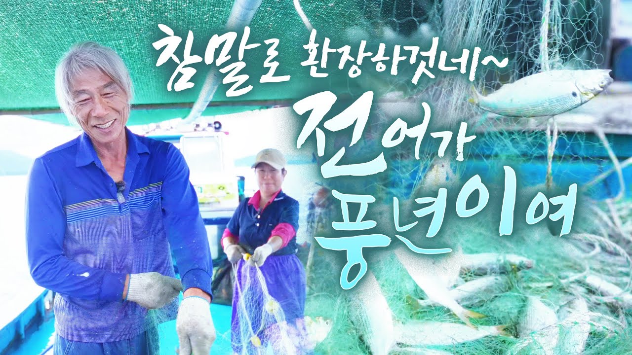 오매오매 못살아~ 전어가 이렇게 많이 올라오네 ㅎㅎ 웃음이 절로 나옵니다~ 바다 경력 50년!! #장흥 #전어 #섬 #바다 #어영차바다야
