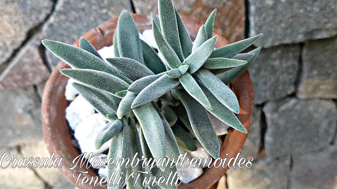 CRASSULA MESEMBRAYNTHEMOIDES TENELLI/TINELLI