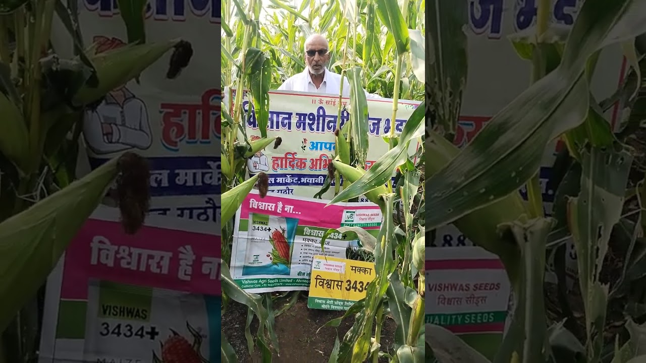 मक्का 3434प्लस,श्री प्रकाश कुशवाह जी,ग्राम टेमी,डीलर किसान मशीनरी बीज भंडार खंडवा किसान संतुष्ट हैं।
