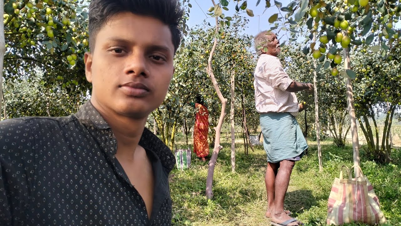 আপেল কুল তুলছে