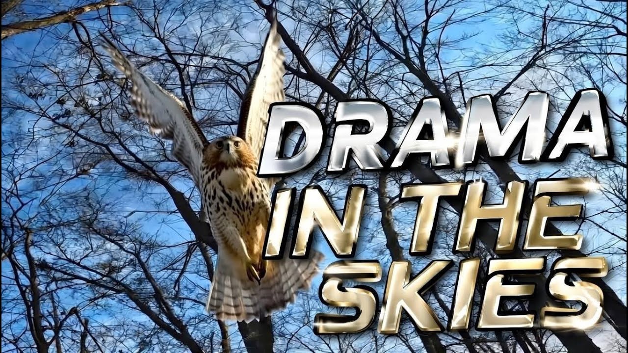 Drama In The Skies: A Falconer's Tale of Loss and Triumph!