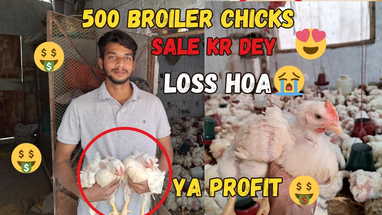 500 Broiler Sale Kr Dey Finally Kitna Profit Hoa😱❤️🐤 | Small Scale Broiler Farming at home 🏠