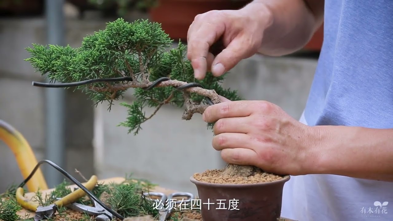 盆景制作入門教程！大師妙手攀扎，這棵小柏樹瞬間成絕美盆景