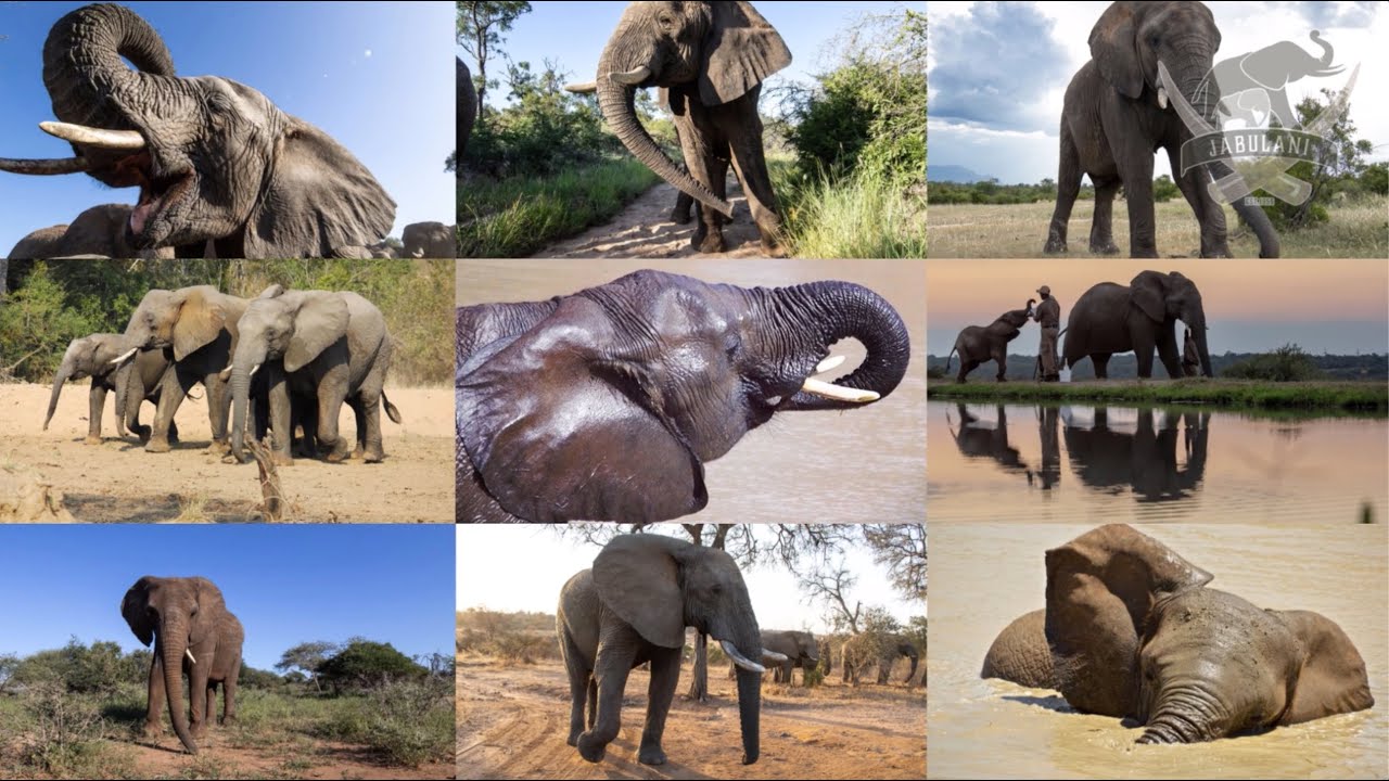 Be inspired by the Jabulani Elephant HERD.