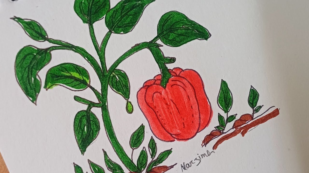 Capsicum 🫑 tree drawing/How To Draw Capsicum Tree /Easy Drawing.