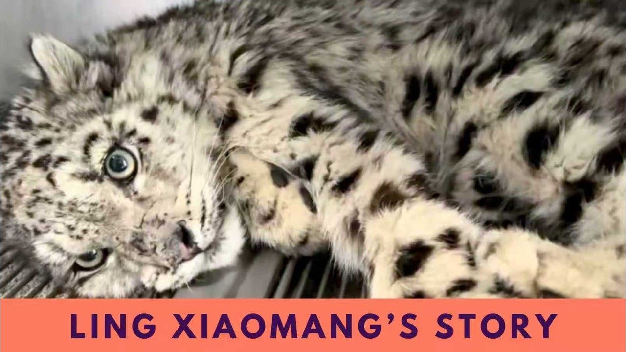 Snow Leopard Ling Xiaozhe vs. Snow Leopard Ling Xiaomang: what's the difference?