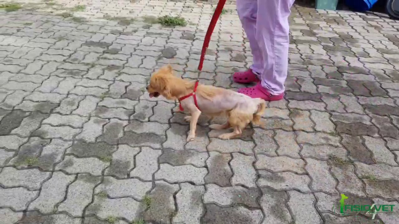 Habibi, meticcio con frattura vertebrale e dell'omero torna a camminare