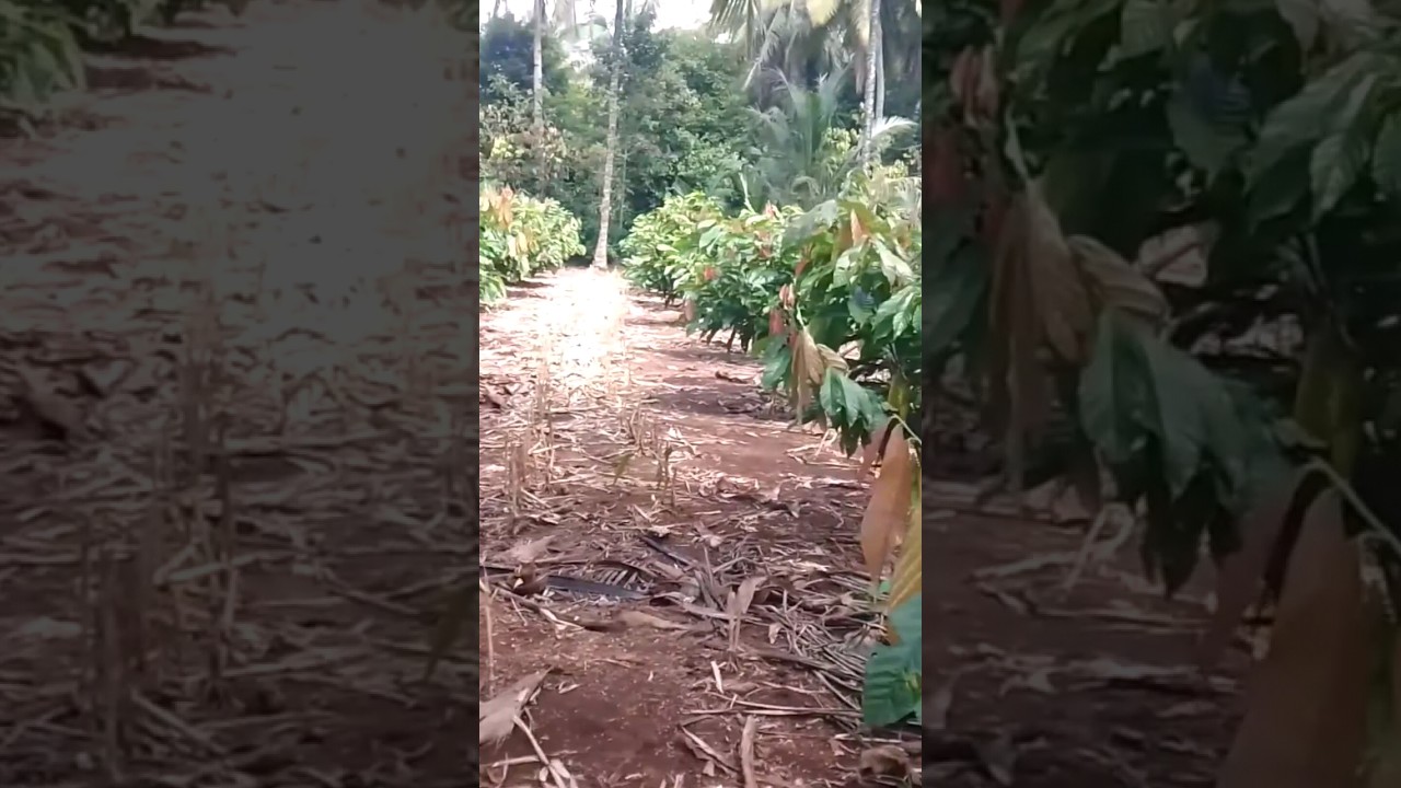 cara pemupukan kakao muda