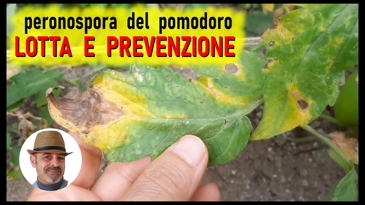 PERONOSPORA DEL POMODORO, fate come vi dico per salvare il raccolto