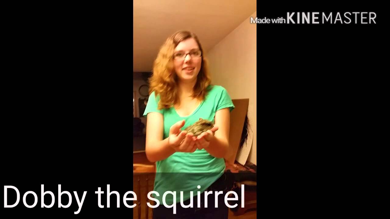 Pet Flying Squirrel