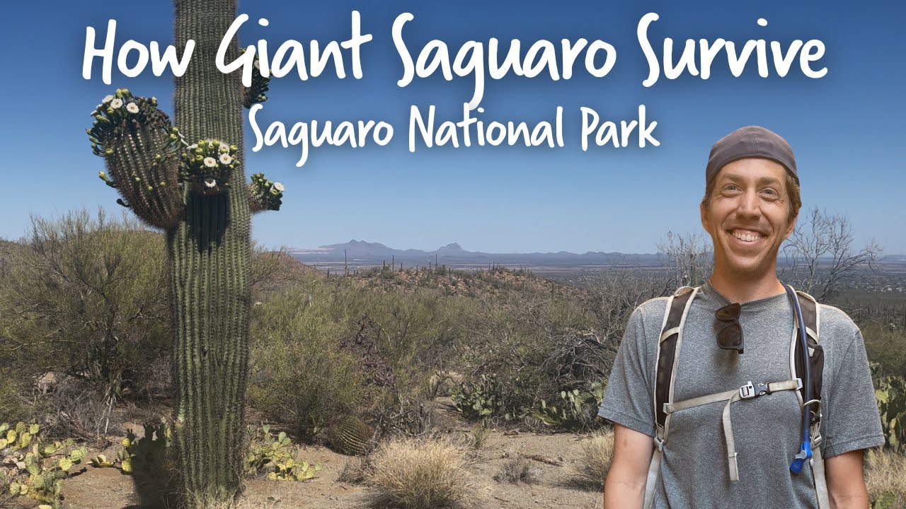 How Giant Saguaro Cacti Survive and Thrive the Desert - Saguaro National Park | OutSCIder Classroom