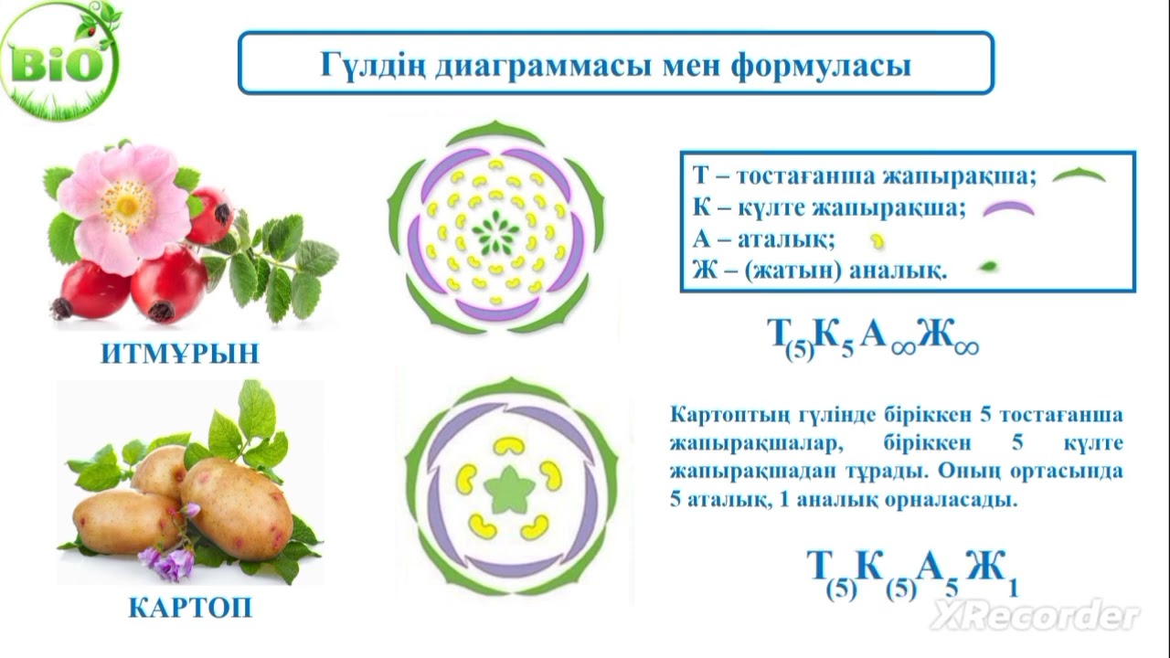 7-сынып Гүлдің құрылысы. Тозаңдану түрлері 