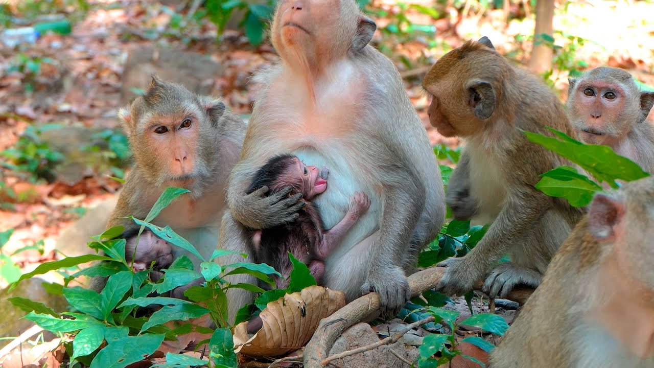 A Small Tiny Baby Monkey Seeks Milk While His Mother Shows Gentle Natural Care