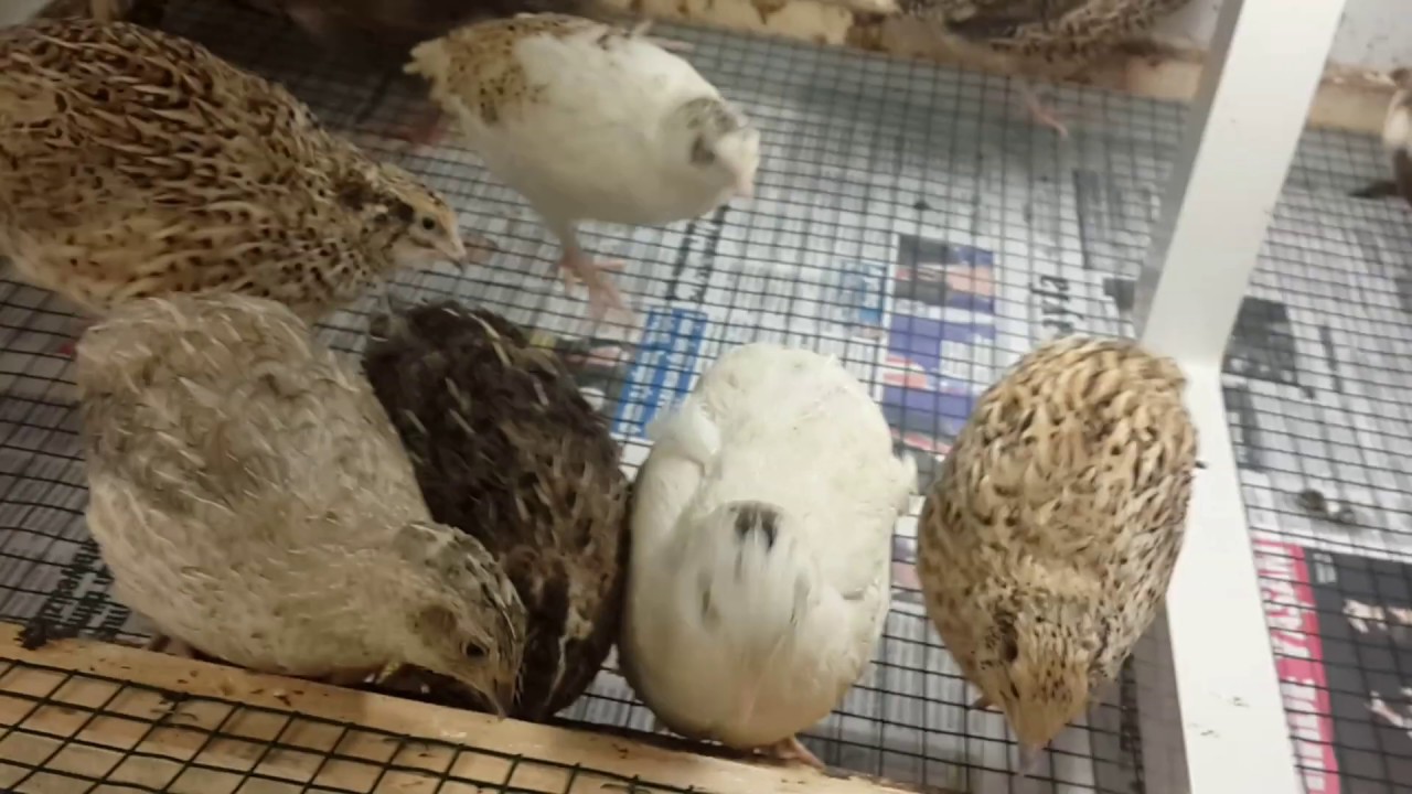 Kışın 37 Adet Bıldırcın Günlük Yumurta Verimi ?