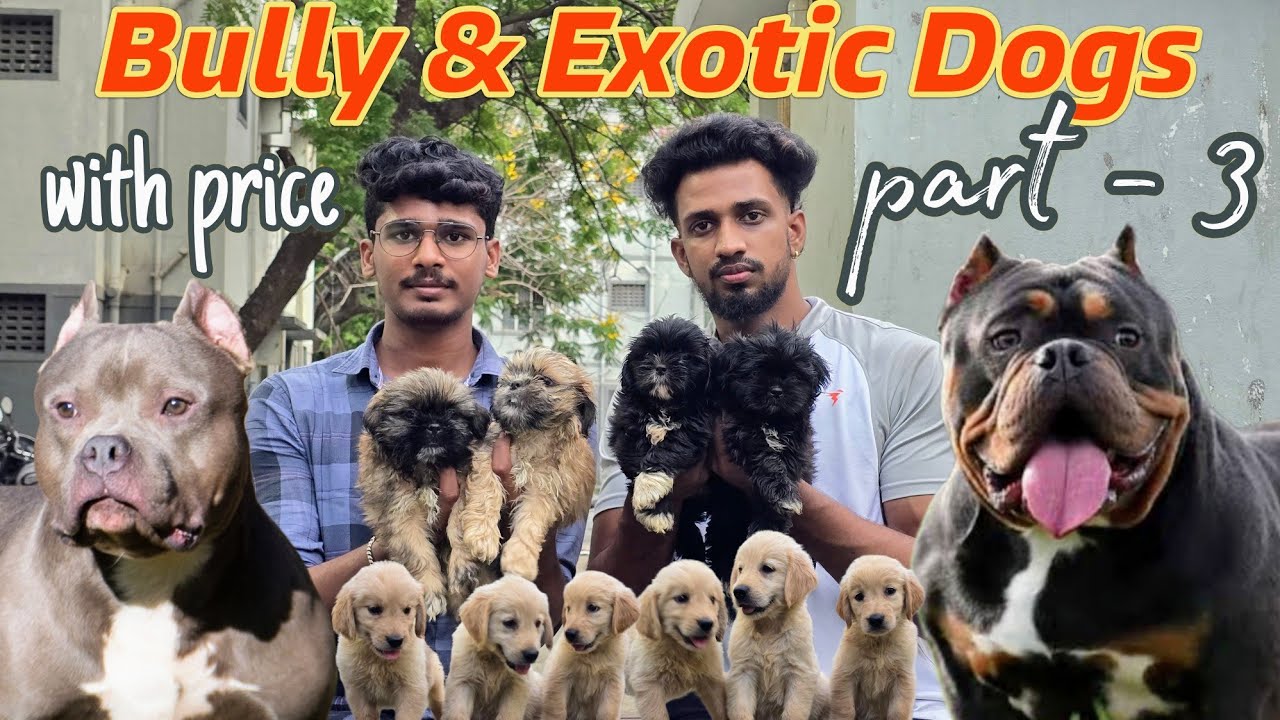 Exotic color bully dog kennel with prices .Rare color sitzu available , minpin dogs
