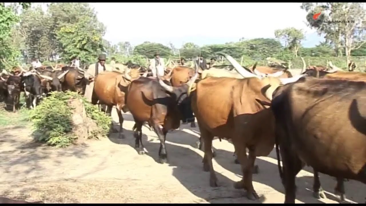KINYANGE BAMUHAYE INKA AMAJANA//AZIVUGIYE AMAZINA TURUMIGWA//RABA VIDEO NAWE UTANGARE MUBANDI