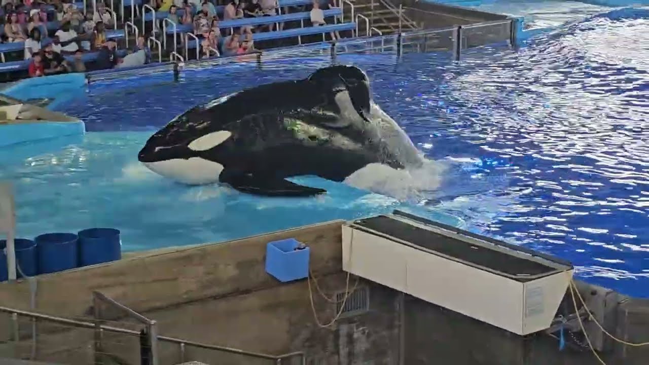 SeaWorld San Antonio - Orcas - 2025