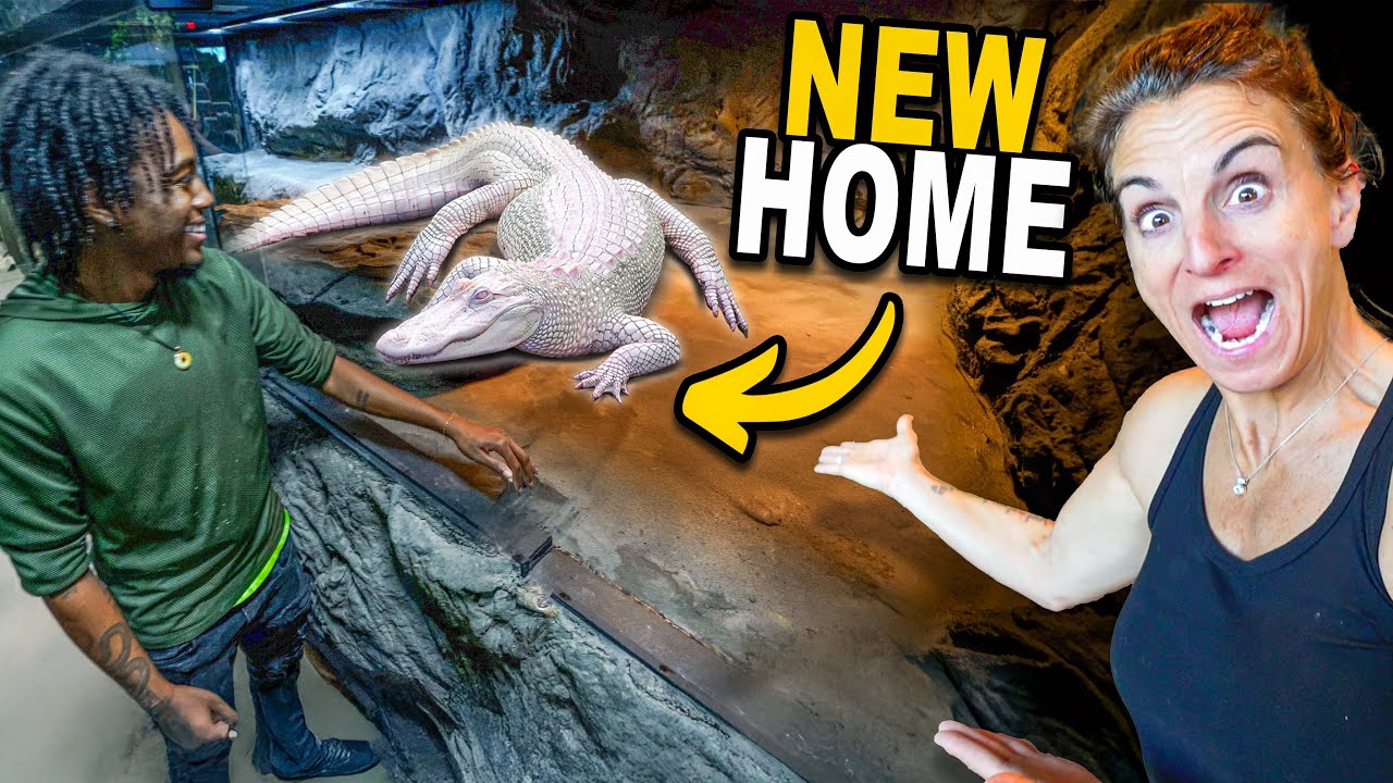 My Albino Alligator Gets Huge Home Upgrade!