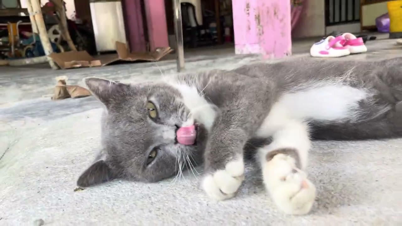 Kucing buat comel sebab nak makan wetfood lagi dan lagiiiii 