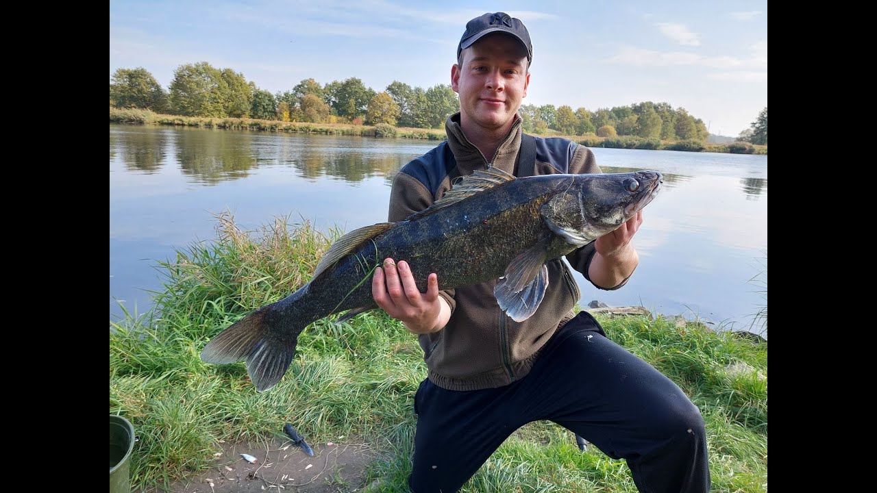 rzeka Odra- jesienny feeder na rzece za sandaczem, na trupka oraz łowienie na żywca.