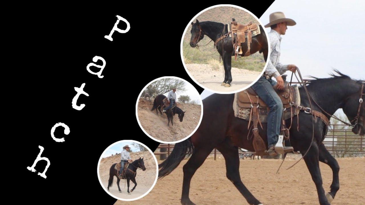 Patch • 3yo gelding *Brayden Grashuis