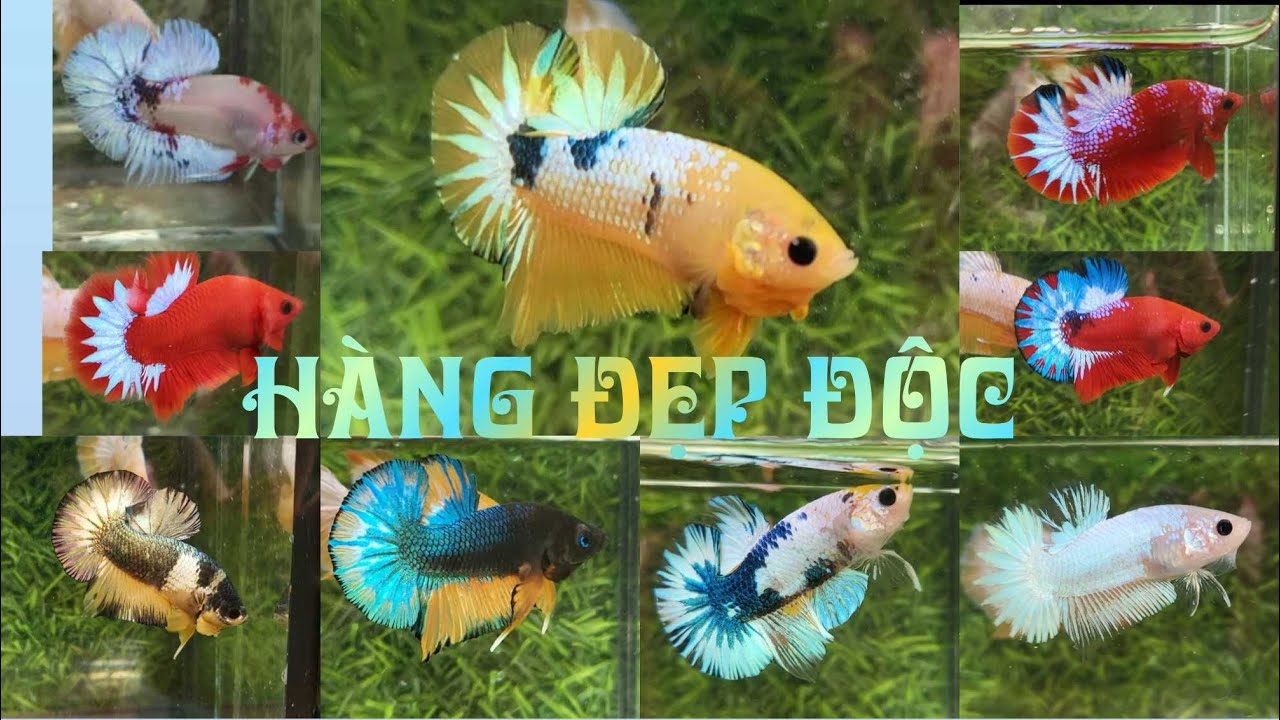 Đợt cá 17 - 11 - 2025 | Red Fancy Star Tail | Betta giá học sinh | Thanh Mai Betta Shop