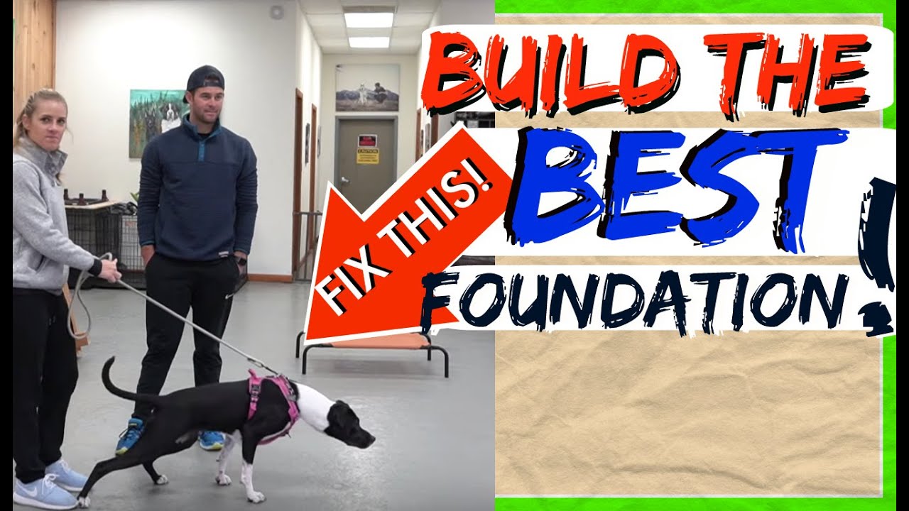 How to Train ANY DOG the basics- Dog Training foundation